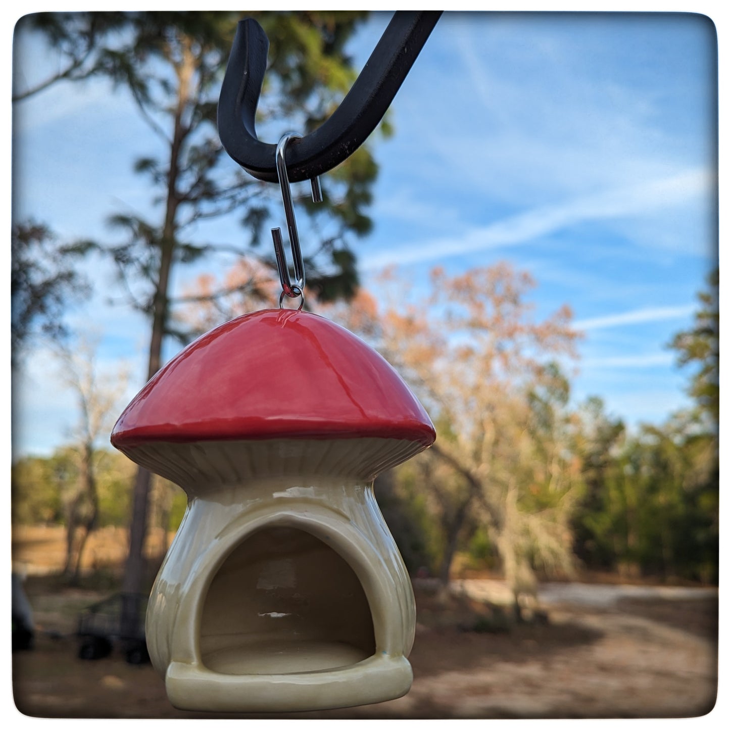 Birdfeeder (mushroom)