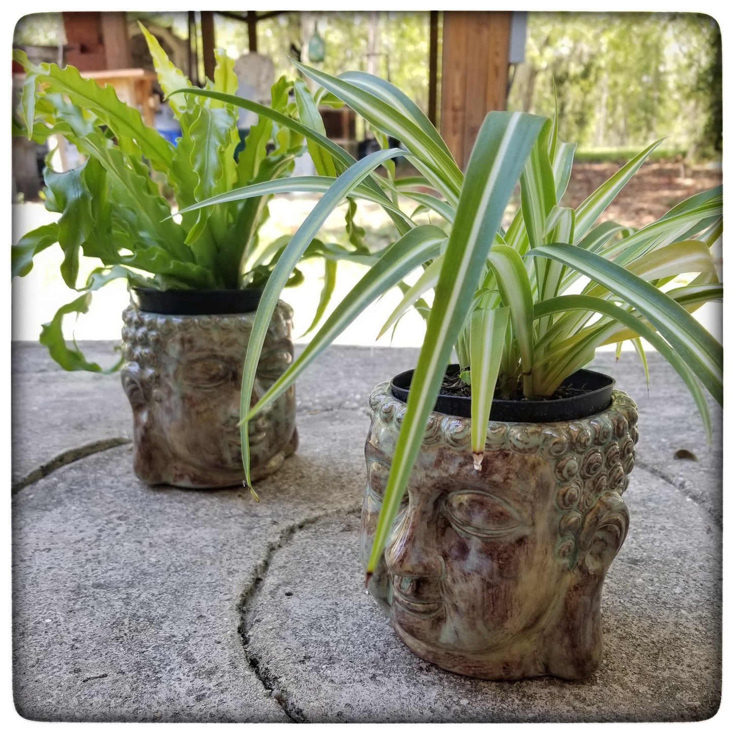 Buddha planter