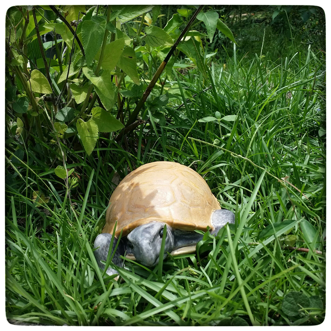 This Week Only: Garden Tortoise