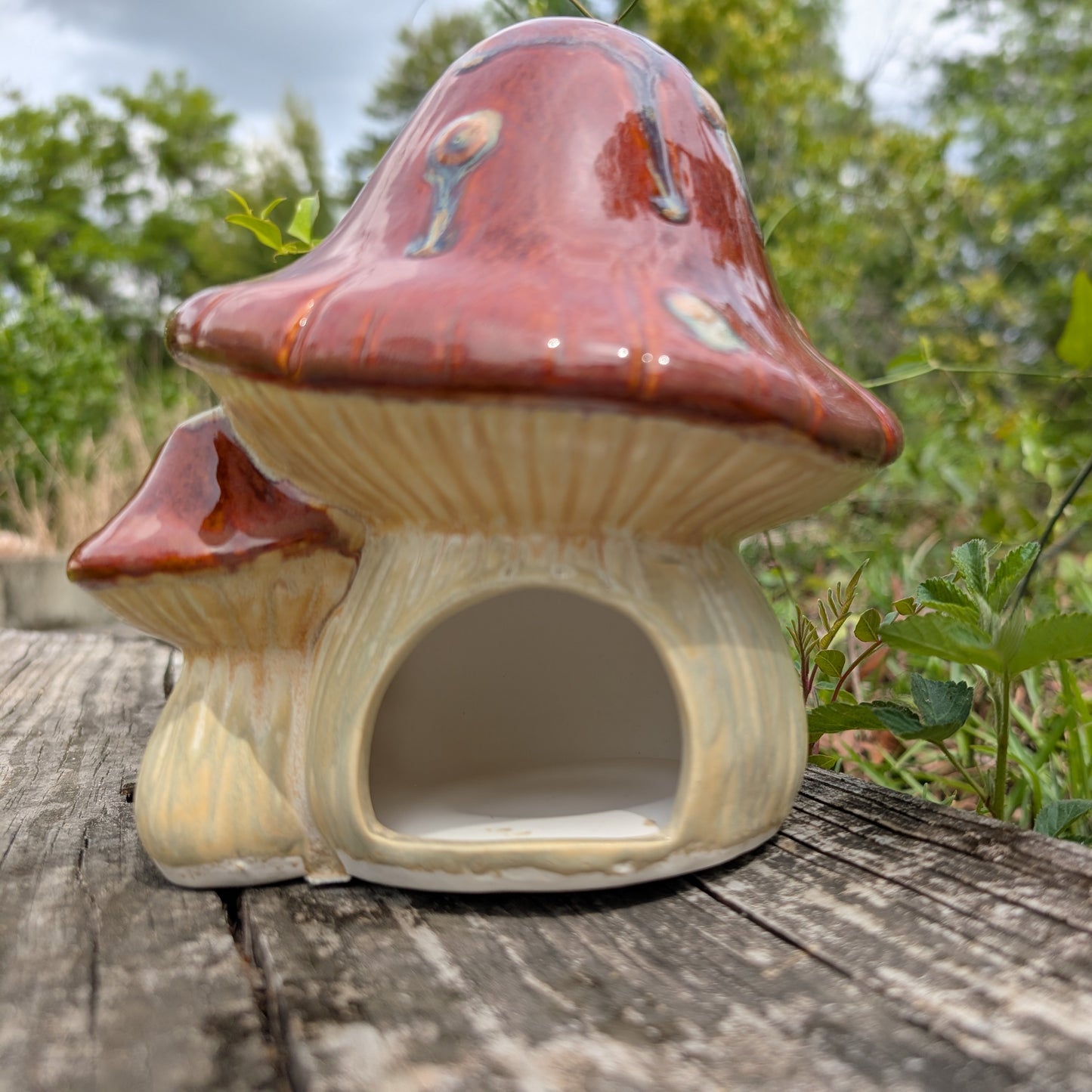 Mushroom Toad Abode