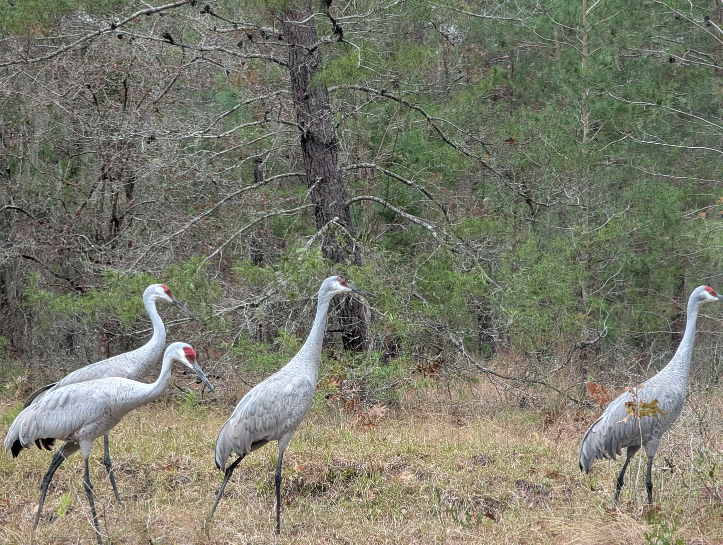 Group of cranes in a natural setting with trees and grass.